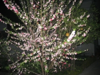 Sakura Tree in Kathmandu