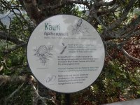 'Kauri' in New Zealand