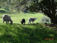 Lamb in New Zealand