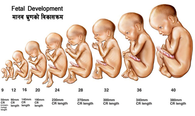 Fetus development (मानव भ्रुणको विकासक्रम)